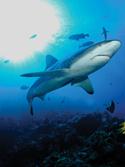 Fiji Aggressor